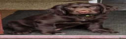 Sprocker dogs for sale: Spaniel puppies - Advert 5