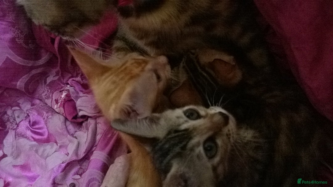 Mixed Breed cats for sale: Six Lovely Brown and Ginger Kittens - Image 12