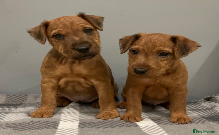 Lakeland Terrier dogs - Advert 1