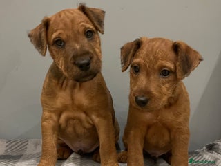 Lakeland Terrier dogs - Advert 1