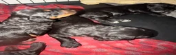 Mixed Breed dogs for sale: Stunning litter of Gordon Doodles. - Advert 17