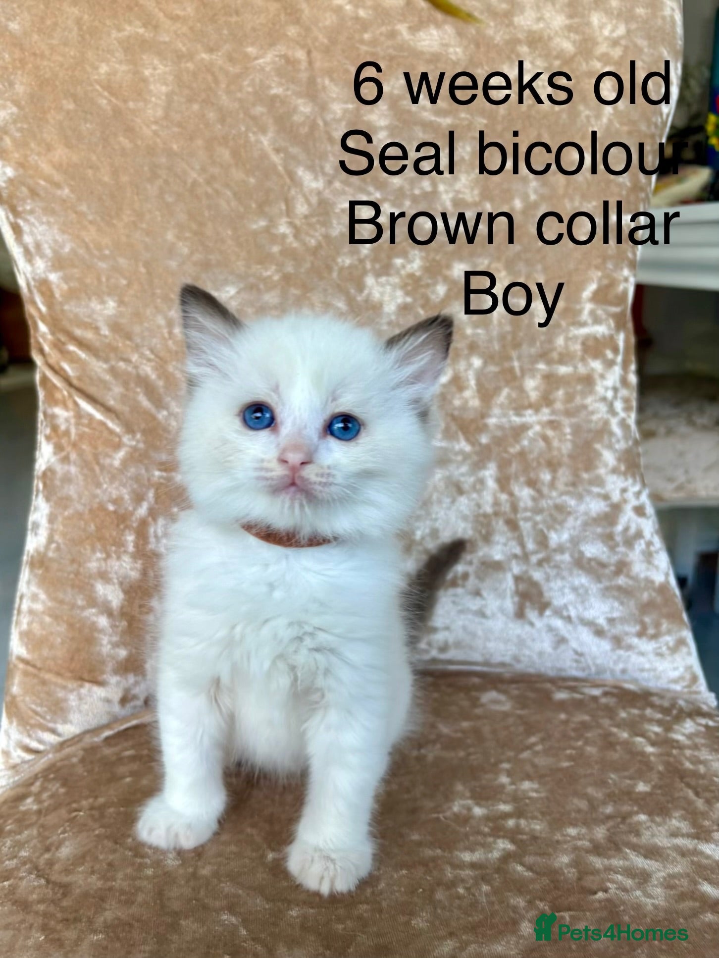 Ragdoll cats Beautiful ragdoll kittens  - Advert 13