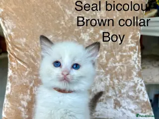 Ragdoll cats Beautiful ragdoll kittens - Advert 13