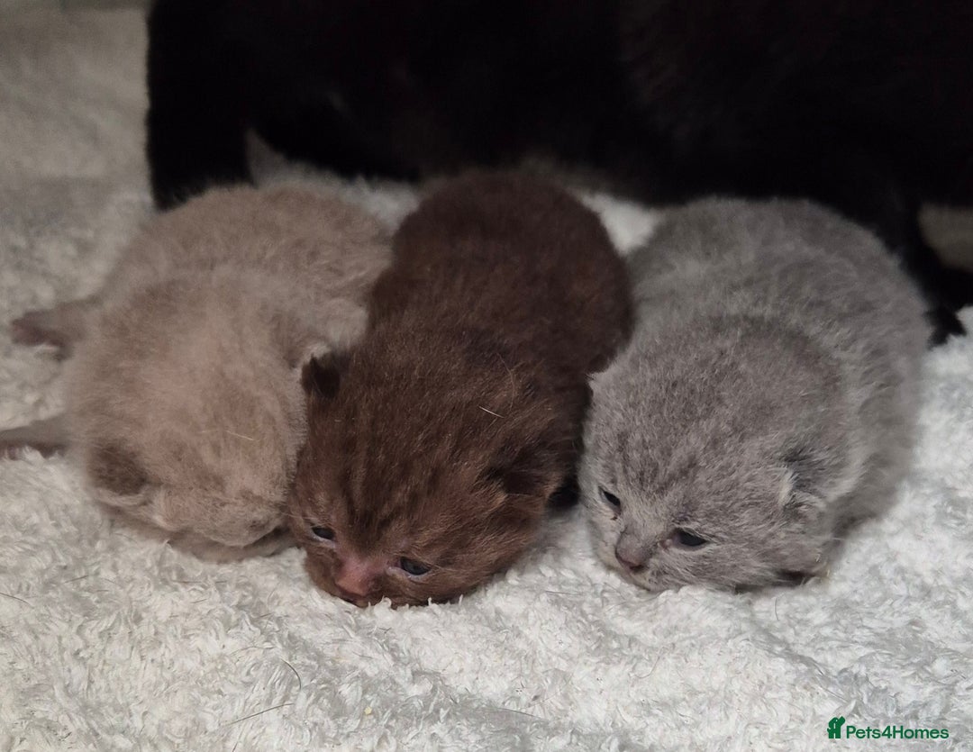 British Shorthair cats for sale: **Stunning TICA Registered Kittens** - Advert 20