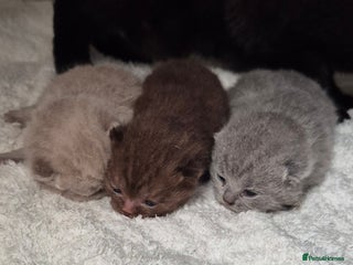 British Shorthair cats - Advert 29