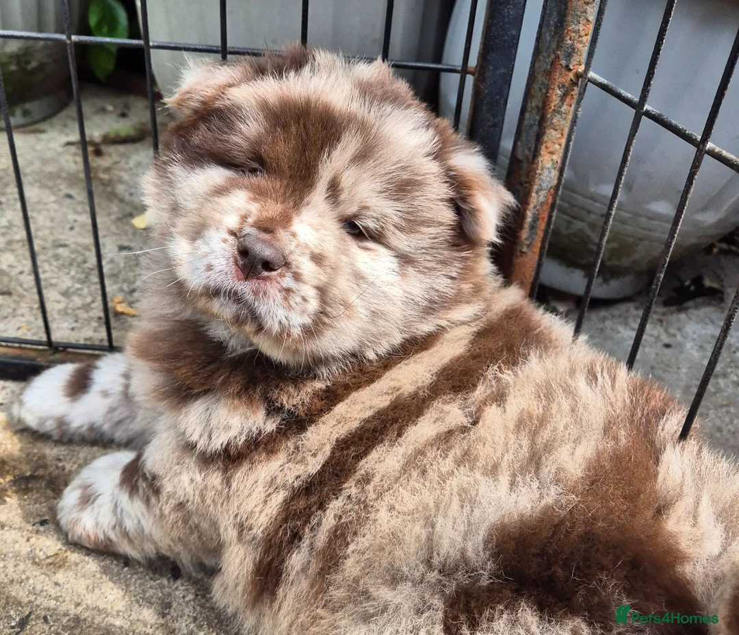 Chow Chow dogs for sale: Rare colour chow chow female puppy - Advert 5