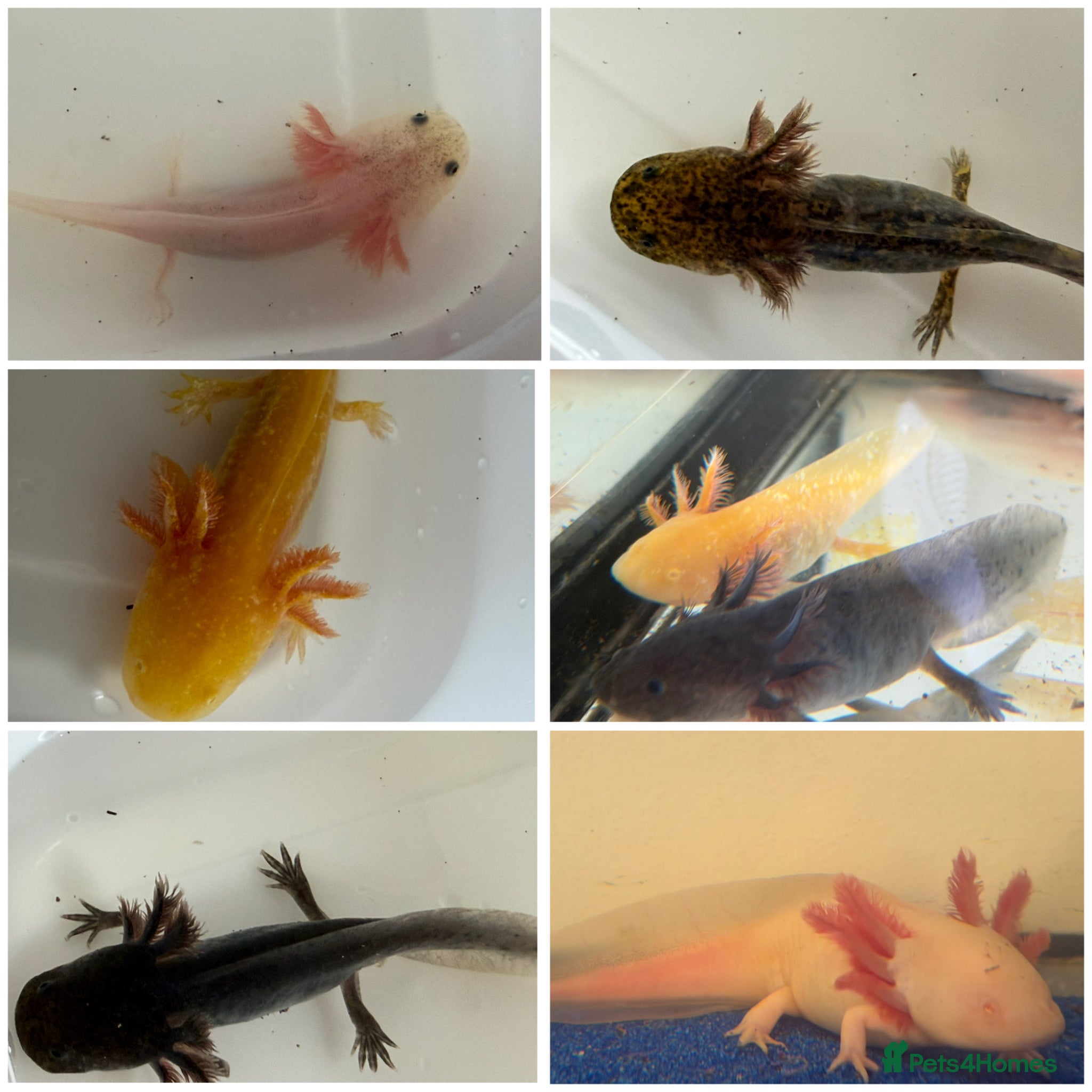 Axolotl reptiles Axolotl - Advert 1