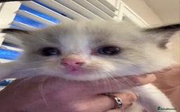 Ragdoll cats for sale: Our little snow babies ragdoll kittens  - Image 5