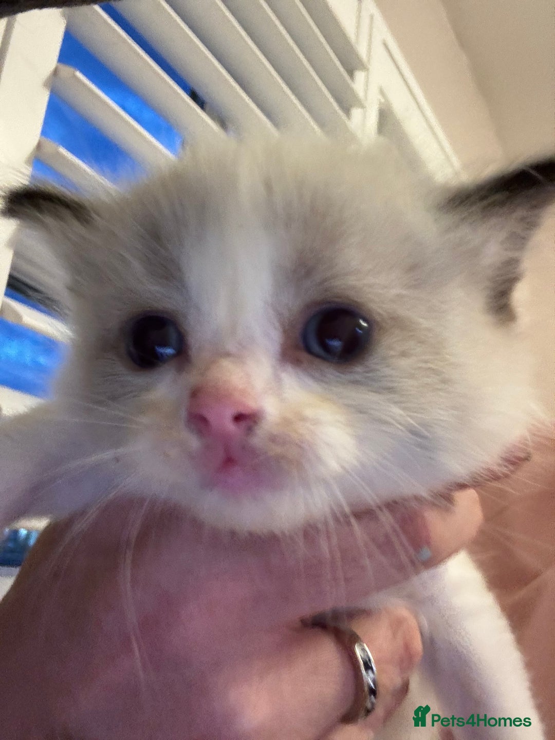 Ragdoll cats for sale: Our little snow babies ragdoll kittens  - Image 5