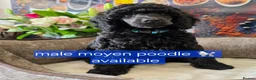 Standard Poodle dogs for sale: Rarely seen in UK - Moyen Poodle - Advert 4