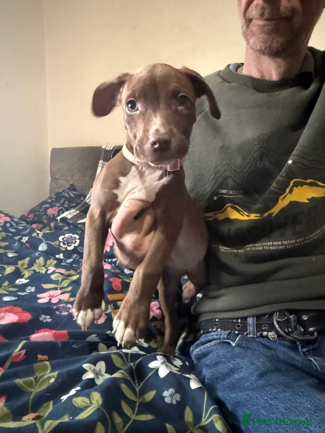 Mixed Breed dogs for sale: Spaniel crossed  - Advert 19