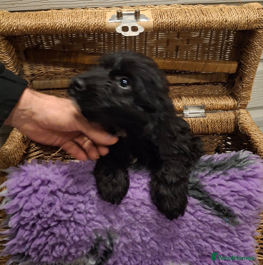 Cockapoo dogs for sale: Cockapoo pups - Advert 3