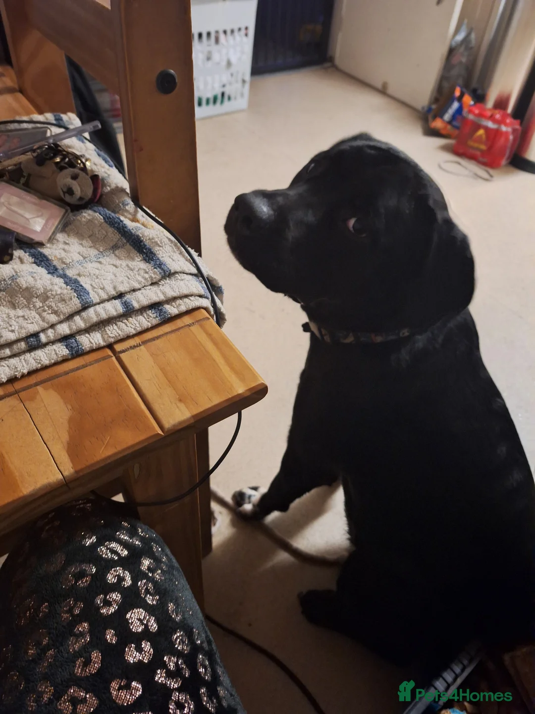 Mixed Breed dogs for sale: 1 year old cane corso x springer female  - Advert 1