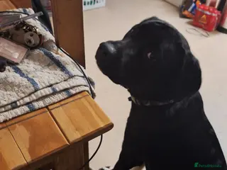 Mixed Breed dogs 1 year old cane corso x springer female - Advert 1