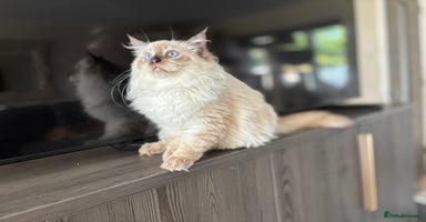 Ragdoll cats - Advert 2