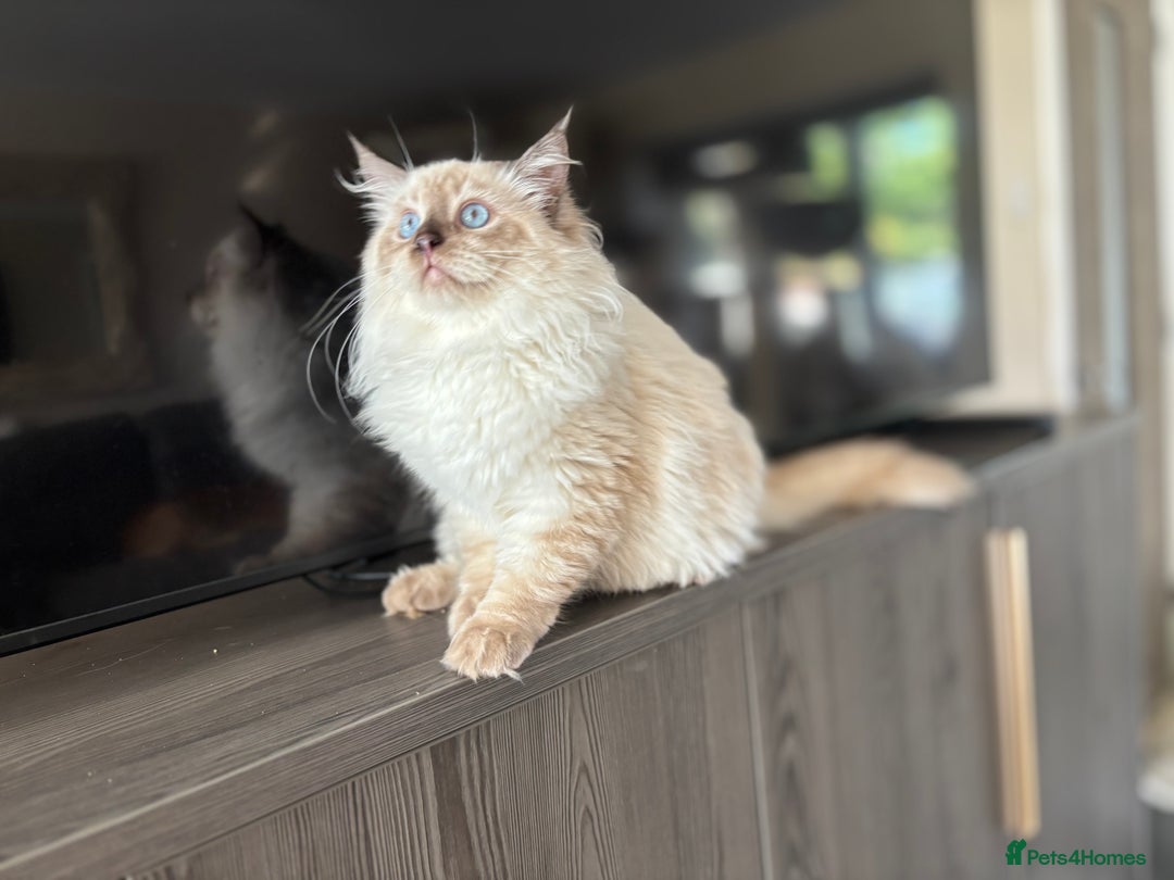 Ragdoll cats for sale: TICA DNA tested 5 Gen Pedigree  - Image 3