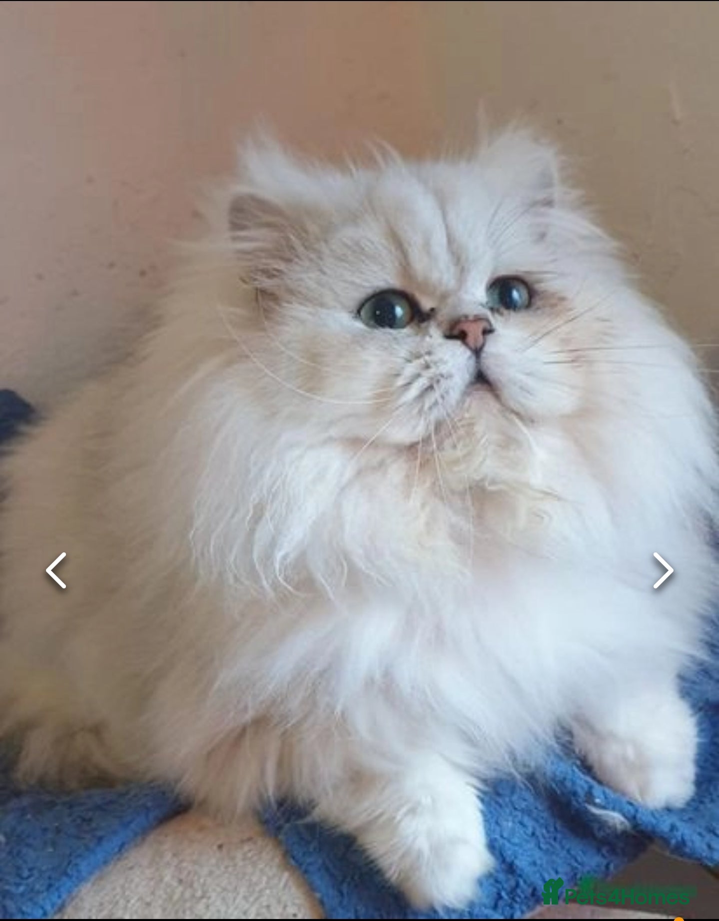 Mixed Breed cats British Shorthair x Chinchilla Persian girls/boys  - Advert 2