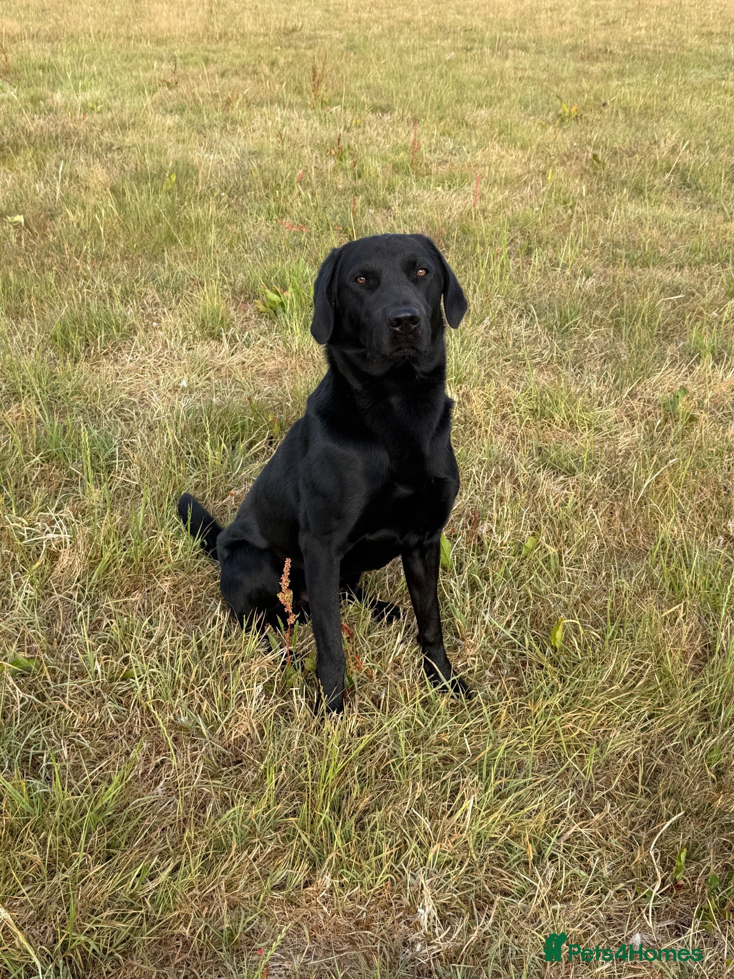 Labrador Retriever dogs Labrador Stud - Advert 1