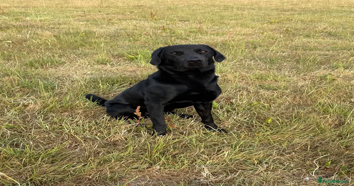 Labrador Retriever Dogs for stud | Pets4Homes