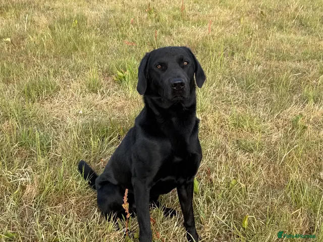 Labrador Retriever dogs for stud: Labrador Stud - Advert 1
