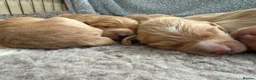 Cocker Spaniel dogs for sale: KC Reg Cocker Spaniel Pups  - Advert 14