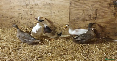 Ducks poultry - Advert 4