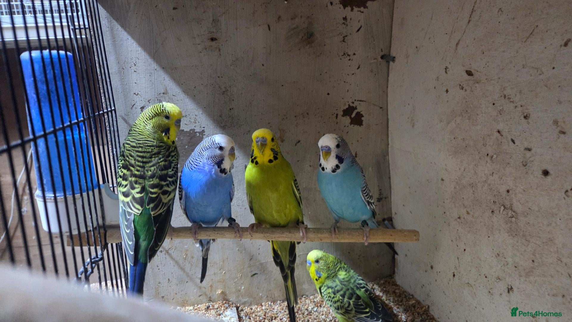 Budgerigars birds 5 male budgies (cage and starter pack available) - Advert 7