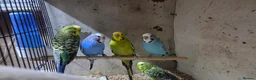 Budgerigars birds for sale: 5 male budgies (cage and starter pack available) - Advert 1