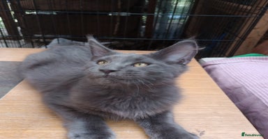 Maine Coon cats in Barnsley - Advert 15