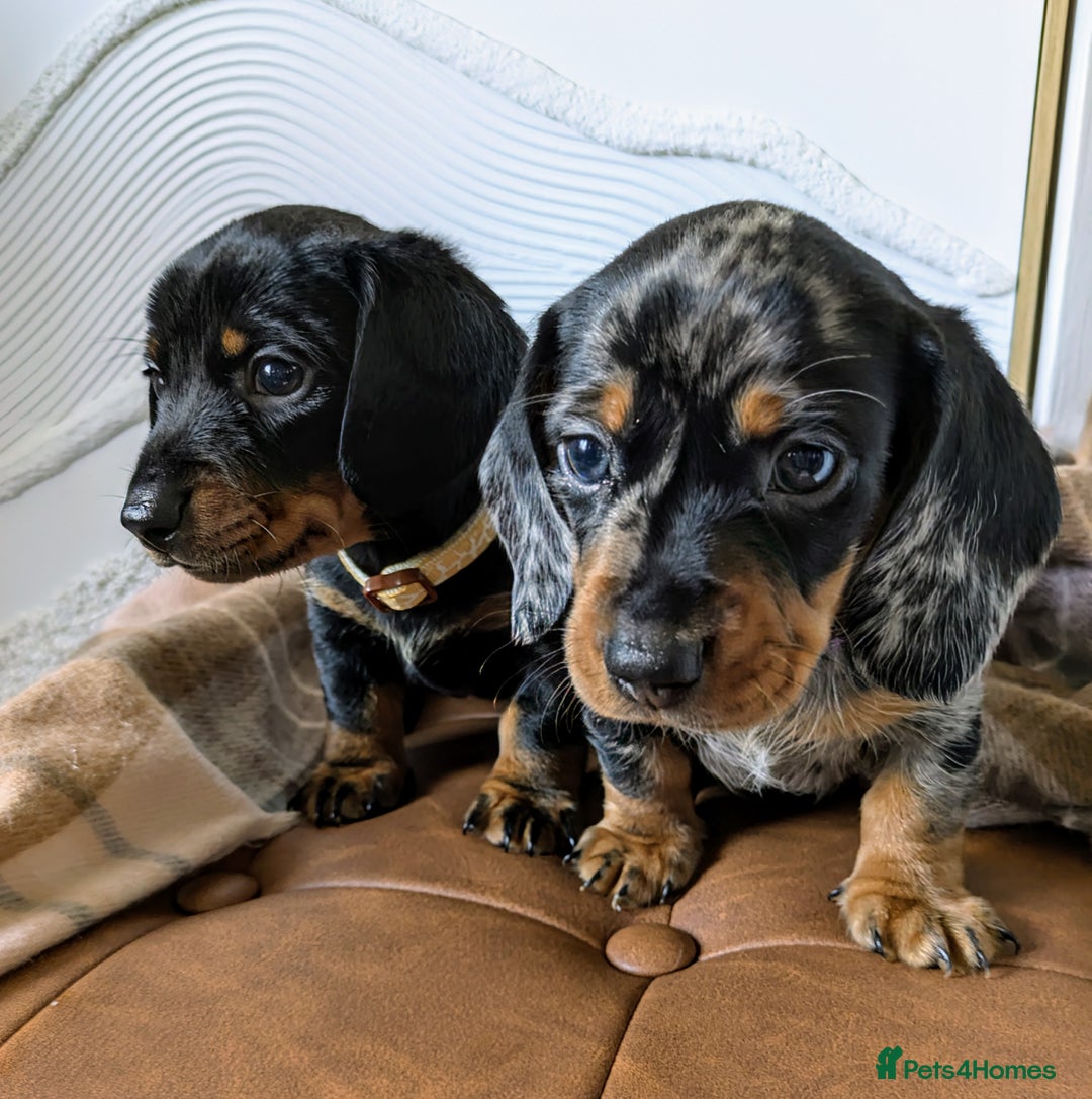 Miniature Dachshund dogs for sale: Miniature Dachshund Puppies  - Image 4