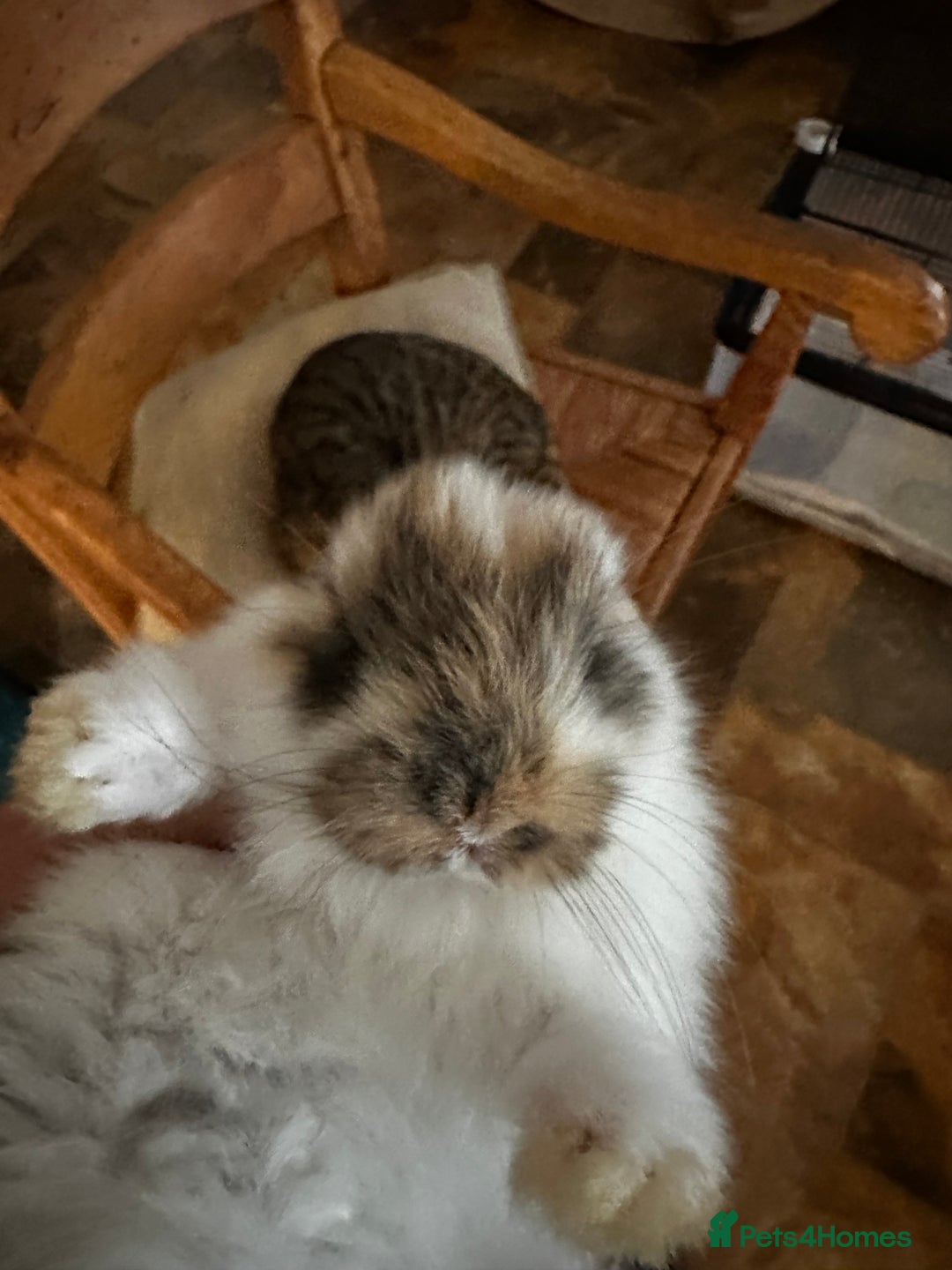 Mini Lop rabbits for sale: Mini lop baby bunnies, show parents - Image 5