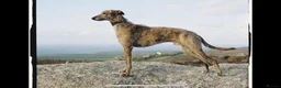 Lurcher dogs for sale: Stunning Brindle Lurcher Puppies  - Advert 9