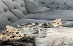 Mixed Breed cats for sale: Tabby and Persian mixed breed kitten  - Image 4