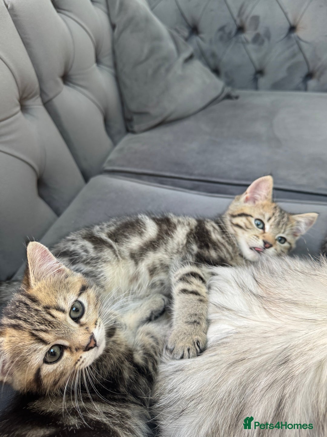 Mixed Breed cats for sale: Tabby and Persian mixed breed kitten  - Image 4