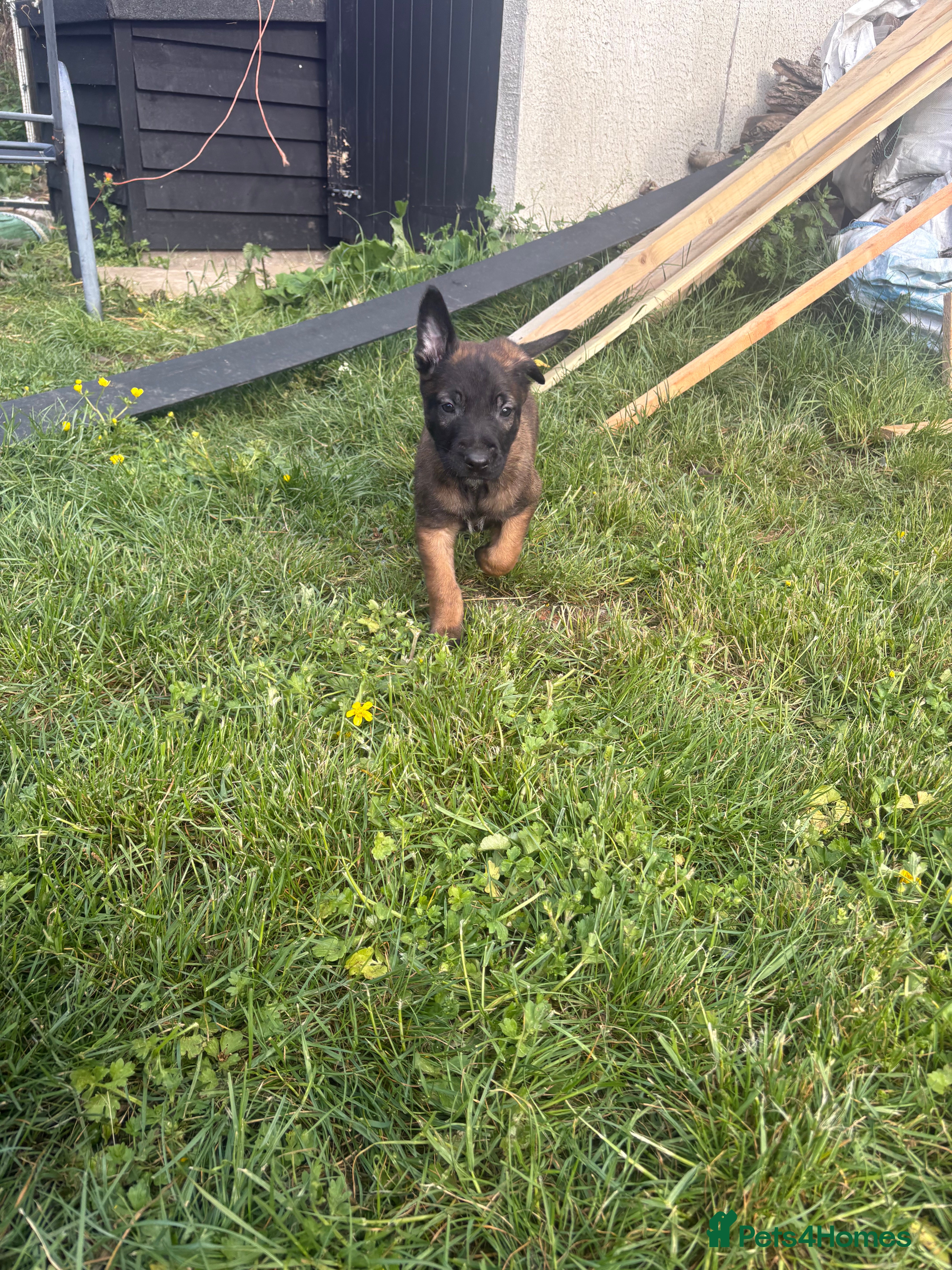 Belgian Shepherd Dog dogs for sale: **READY NOW** Belgian Mallinois Pups - Advert 33