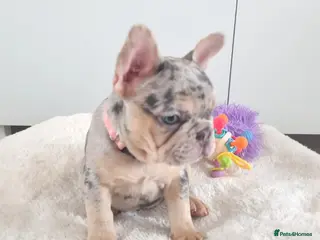 French Bulldog dogs Health tested French Bulldog puppy - Advert 3