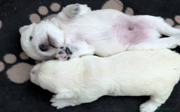 West Highland Terrier dogs for sale: Lovely westies puppies from excellent show linage - Image 6