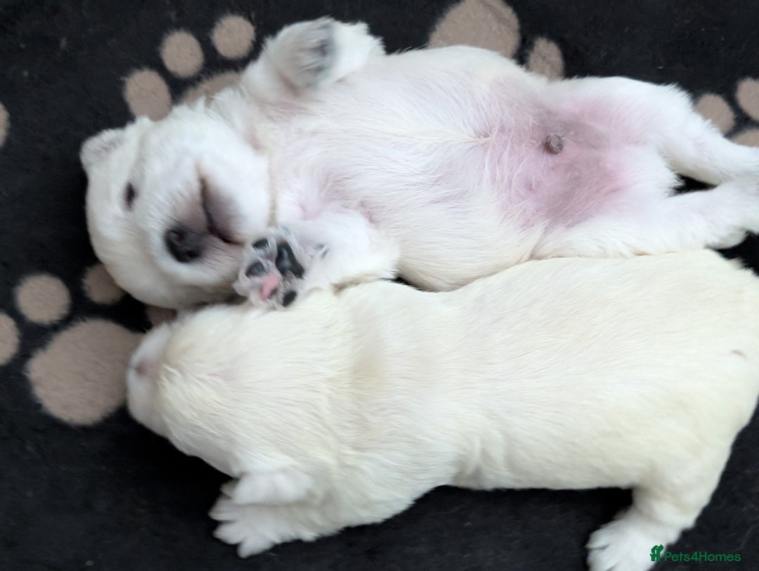 West Highland Terrier dogs for sale: Lovely westies puppies from excellent show linage - Image 6