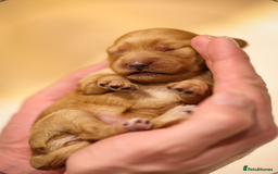 Cockapoo dogs for sale: Stunning F2b Miniature Cockapoos / Health Tested - Image 7