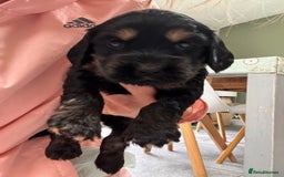 Cockapoo dogs for sale: Beautiful, Rare Cockapoo Puppies – Ready 17th Nov - Advert 11