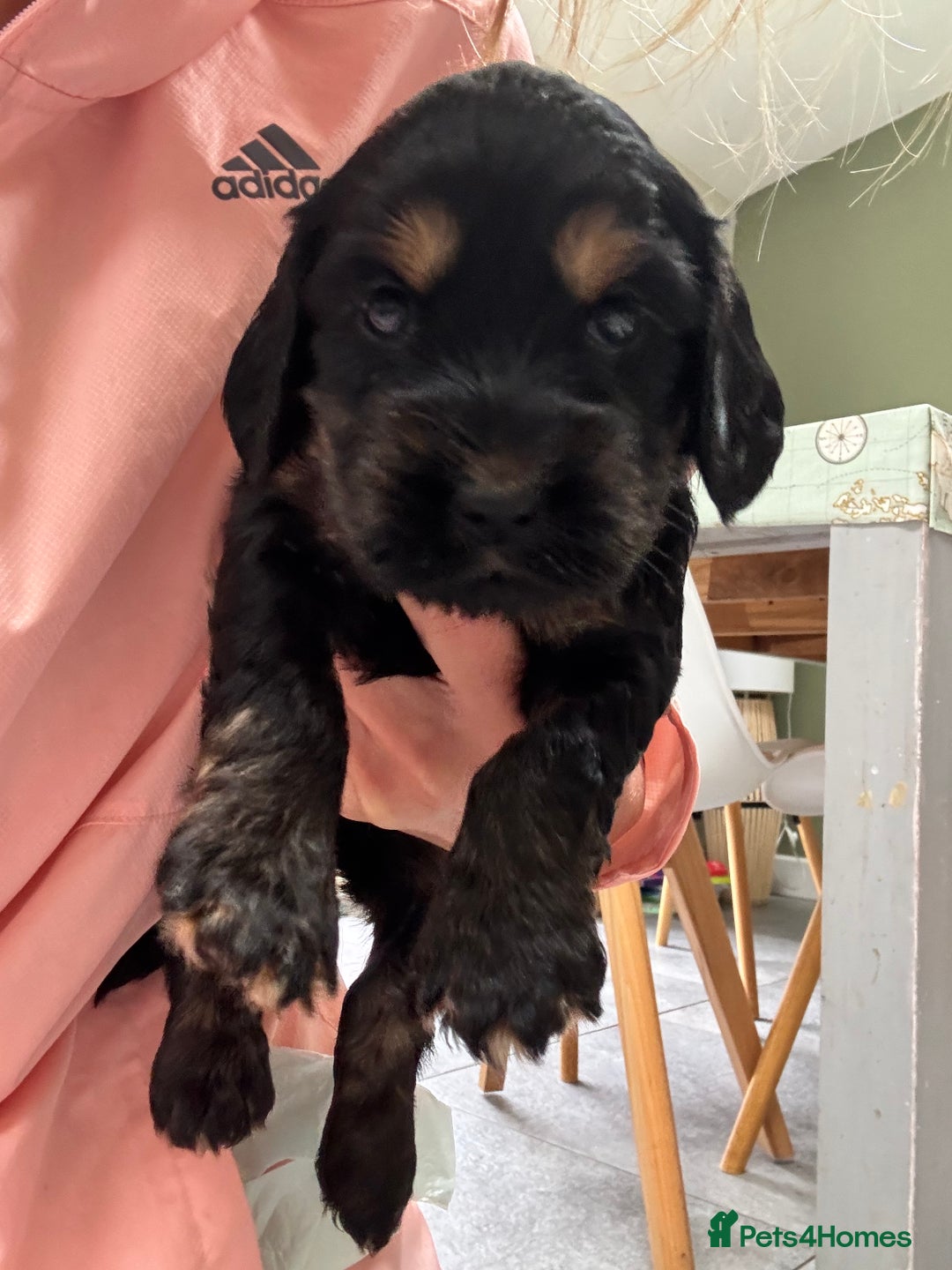 Cockapoo dogs for sale: Beautiful, Rare Cockapoo Puppies – Ready 17th Nov - Advert 11