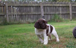 English Springer Spaniel dogs for sale: 2 Lovely Male Springer Spaniels - Image 17