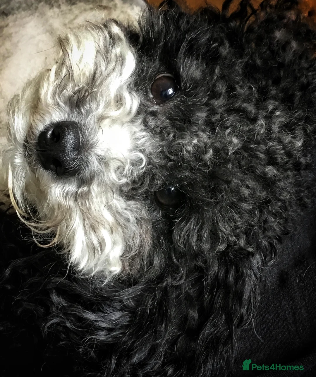 Toy Poodle dogs for stud: Gorgeous Black & White parti toy poodle in Saint Neots - Advert 2