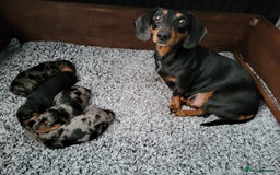 Miniature Dachshund dogs for sale: Miniature Dachshund puppies  - Image 10