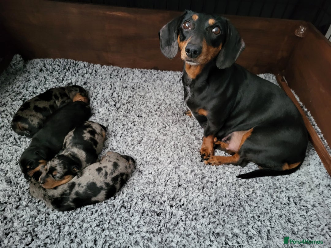 Miniature Dachshund dogs for sale: Miniature Dachshund puppies  - Image 10