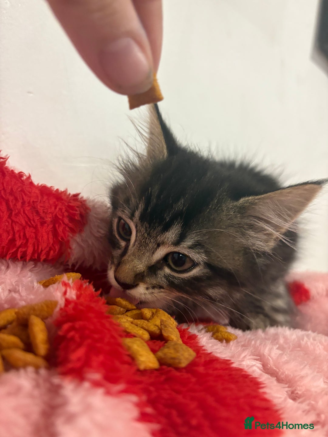 British Longhair cats for sale: Last girl remaining. Pretty long haired 7.5 weeks  - Advert 3