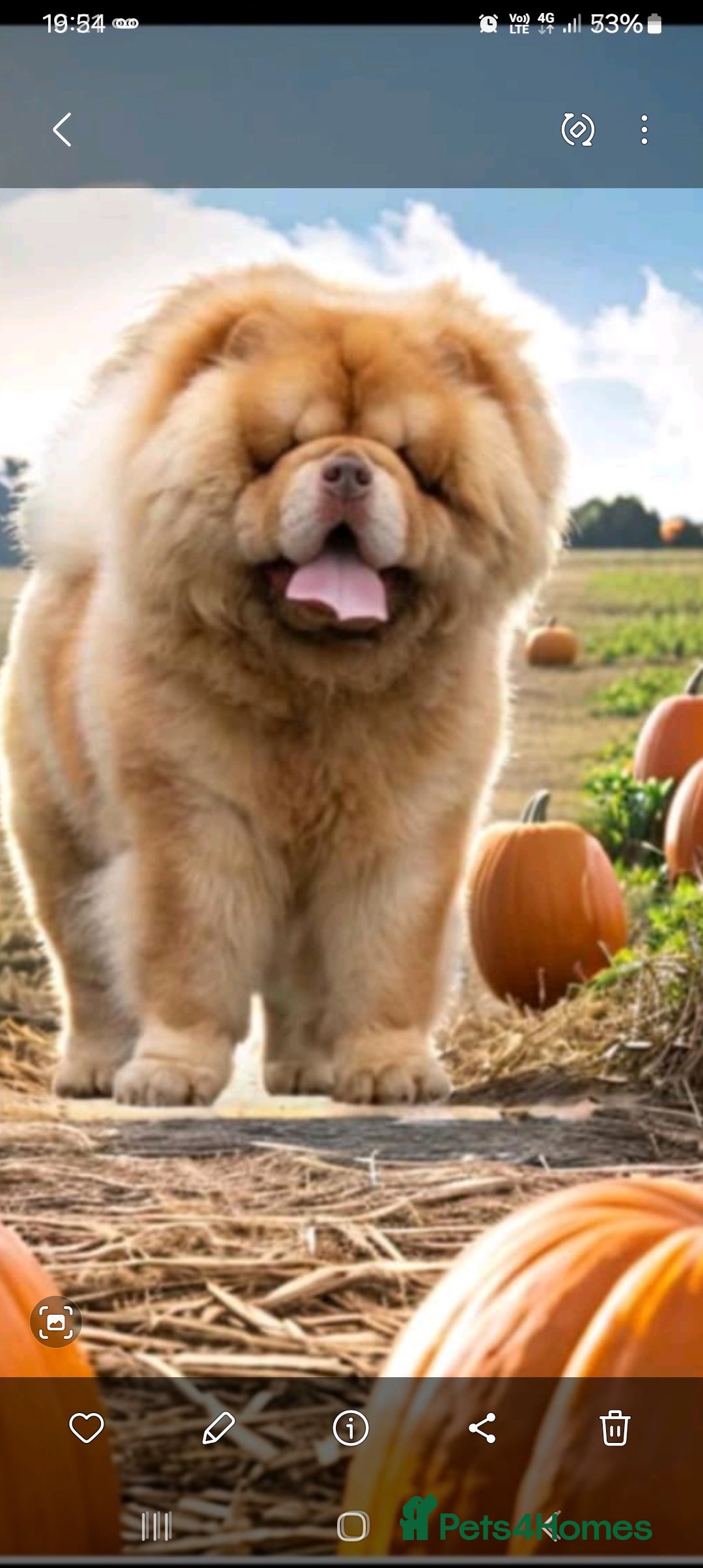 Chow Chow dogs for stud: Chowmazing  - Image 29