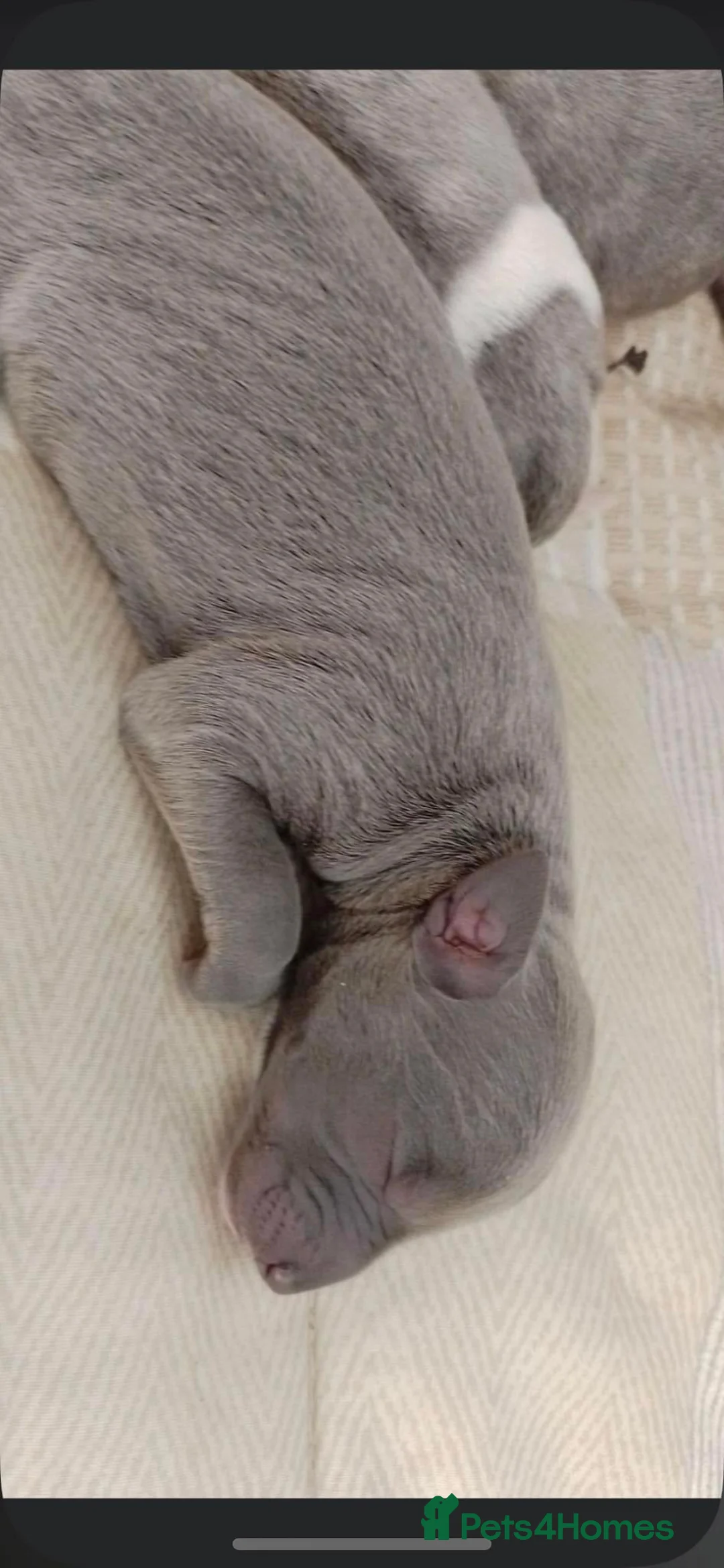 Whippet dogs for stud: Small 19",heart test clear,Full Blue Kc reg stud in Bishop Auckland - Advert 34