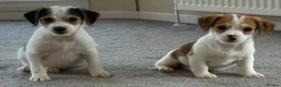 Jack Russell dogs for sale: Traditional short-legged Jack Russell puppies! - Advert 28