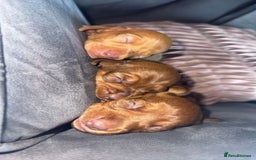 Miniature Dachshund dogs for sale: 3 gorgeous miniature daschunds - Image 13